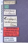 Etikette zu Cardiophorus nubilosus (Schwarz, 1895) (NHMW-ZOO-COL-0008289)